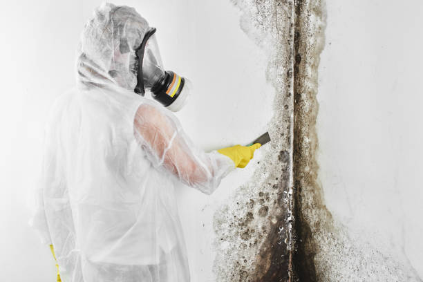 Certified Mold Removal in Shenandoah Heights, PA