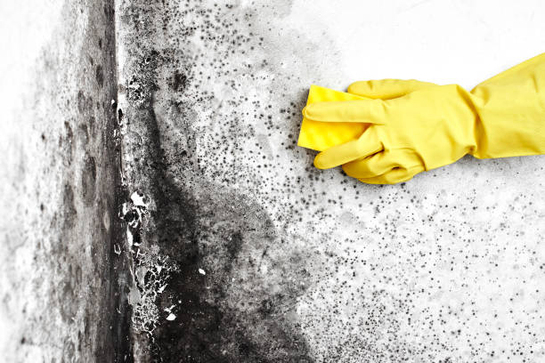 Best Mold Testing and Removal  in Shenandoah Heights, PA