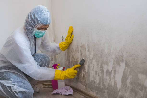Best Mold Damage Repair  in Shenandoah Heights, PA