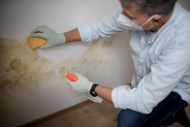 Best Fast Mold Removal  in Shenandoah Heights, PA