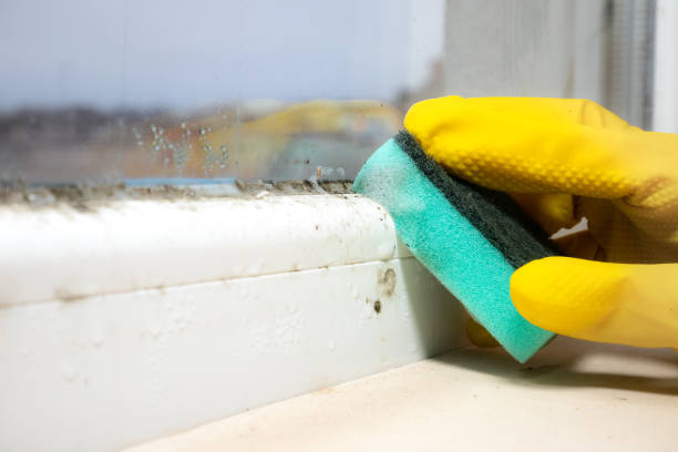 Best Commercial Mold Removal  in Shenandoah Heights, PA