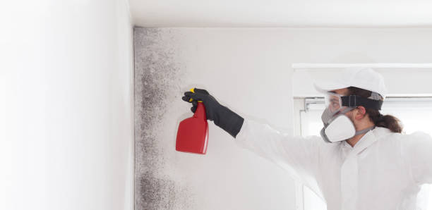 Best Office Mold Removal Services  in Shenandoah Heights, PA