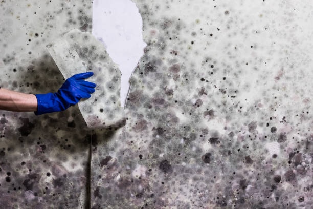 Best Mold Cleaning Services  in Shenandoah Heights, PA