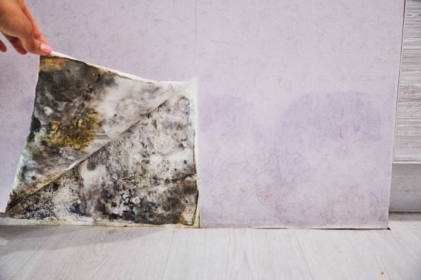 Best Professional Mold Removal  in Shenandoah Heights, PA